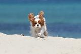 CAVALIER KING CHARLES 137